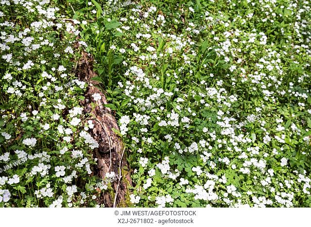 Great Smoky Mountains National Park, Tennessee - Fringed phacelia (Phacelia fimbriata)