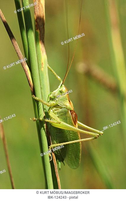 Male Small Green Bush Cricket Tettogonia cantans sitting on blade of grass