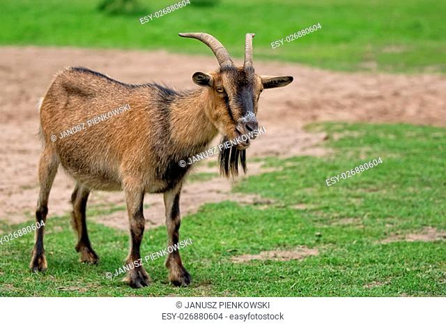 Goat in a clearing in the wild