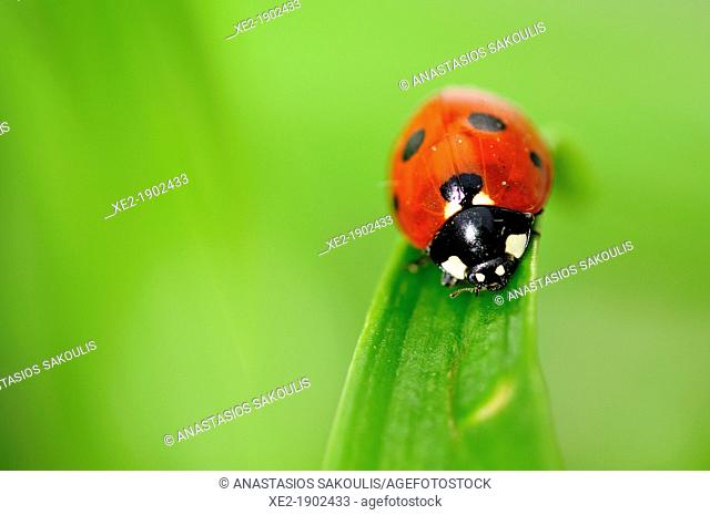 Coccinella septempunctata, the seven-spot ladybird or, in North America, seven-spotted ladybug or 'C-7', Crete