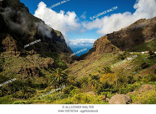 Cliff formation, volcano rock, Masca, gulch, Barranco de Masca, Teno mountains, Tenerife, Canary islands, Spain, Europe