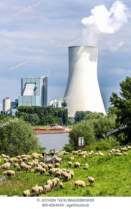 Sheep on the pasture in front of the Walsum STEAG power plant, a coal-fired power station, cooling tower Block 10, on the Rhine, Duisburg, Ruhr district