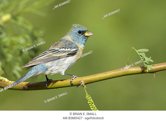 Adult male Lazuli Bunting (Passerina amoena) in transition to breeding plumage in Riverside County in California. Perched on a twig during spring