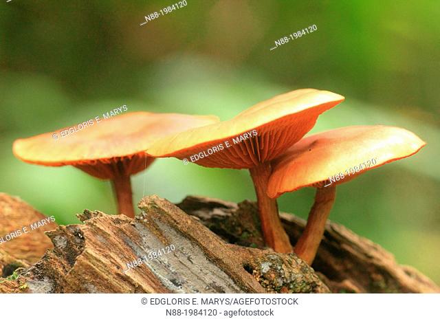 Hygrocybe mushroom fungi, San Eusebio Cloud Forest, Merida, Venezuela