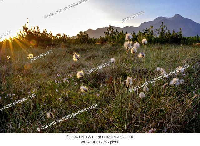 Germany, Bavaria, Upper Bavaria, Chiemgau, near Grassau, Kendlmuehlfilzen, hill moor, nature reserve, renaturated area, Cotton Grass in the morning light