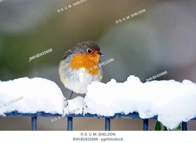European robin (Erithacus rubecula), in snow, Germany, Bavaria