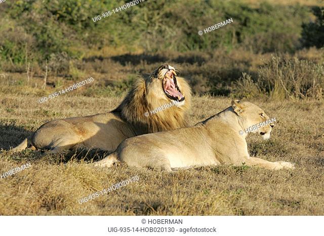 Yawning Lion and Lioness, Shamwari Eagles Crag Private Safari Lodge, Eastern Cape, South Africa, Africa