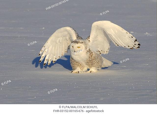 Snowy Owl Nyctea scandiaca adult female, walking on snow with wings spread, Quebec, Canada, winter