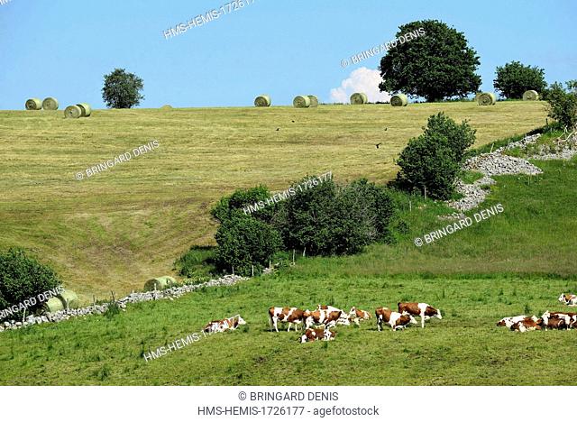 France, Doubs, near Mouthe, Montbéliard cows in pasture and haymaking