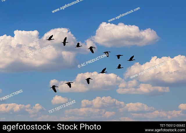 Egyptian Goose (Alopochen aegyptiaca) flying in V-formation against clouds