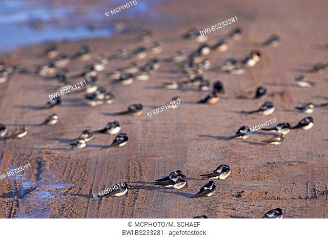 barn swallow (Hirundo rustica), flock sitting on sand beach, Greece, Lesbos, Kalloni Salt Pans
