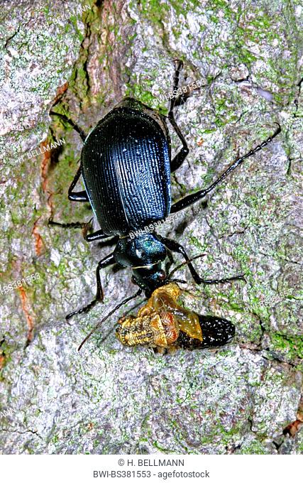 oakwood ground beetle (Calosoma inquisitor), on a stone, Germany
