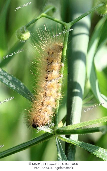 Buff Ermine, Spilosoma lutea caterpillar  Gold hairy caterpillar with long hairs  This species overwinters as a pupa  Diet is variety of trees and plants...