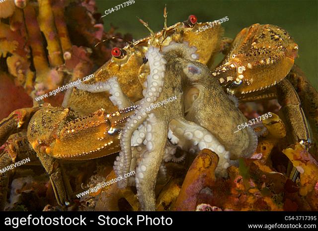 Devil crab. Swimming crab. Velvet fiddler. Velvet Swimming Crab (Necora puber) devouring juvenile Octopus (Octopus vulgaris). Eastern Atlantic