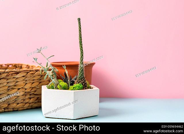 Home gardening tools on blue and pink background. Spring household work. High quality photo