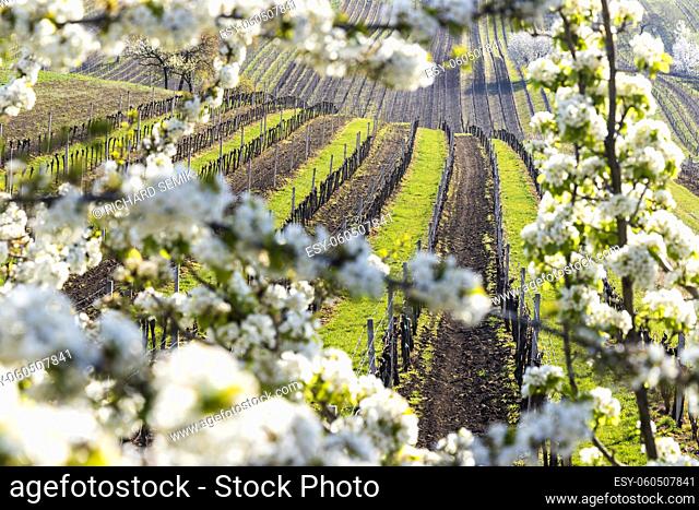 flowering cherry with vineyard near Cejkovice, Southern Moravia, Czech Republic