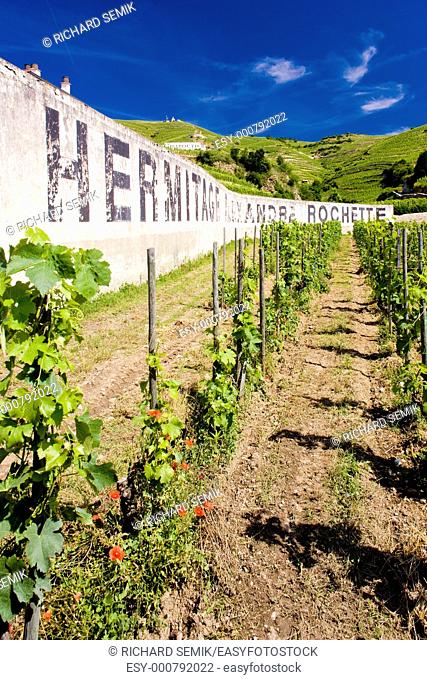 grand cru vineyard, L'Hermitage, Rhône-Alpes, France