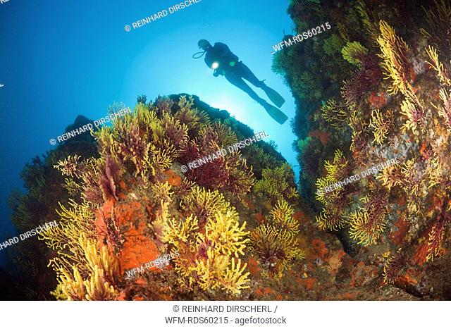 Scuba Diver and Variable Gorgonians, Paramuricea clavata, Tamariu, Costa Brava, Mediterranean Sea, Spain