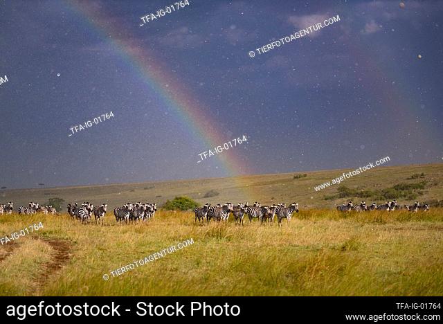 Zebras with rainbow