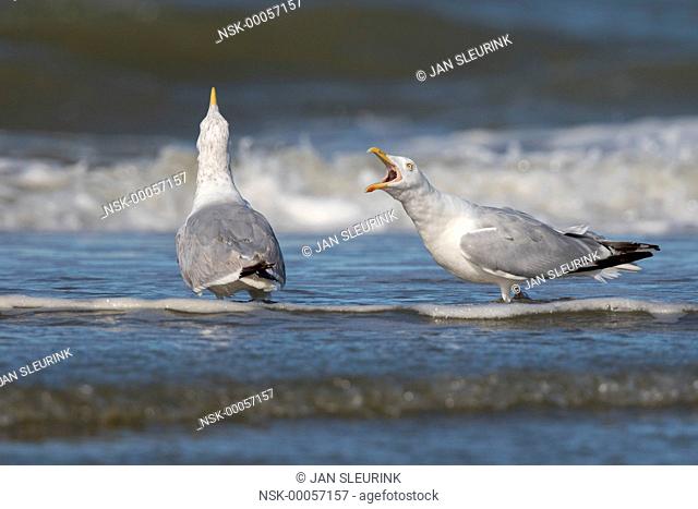 European Herring Gulls (Larus argentatus) calling along the shore line, The Netherlands, Noord-Holland, IJmuiden