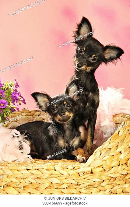 two Russian Toy Terrier dogs