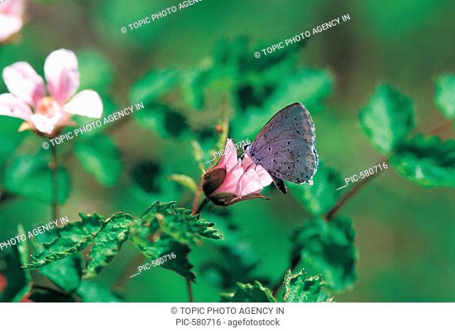 Butterfly Maculinea euphemus, Korea