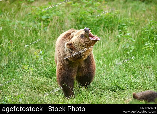 Brown bear, Ursus arctos, Bavarian Forest National Park, Bavaria, Germany, Europe