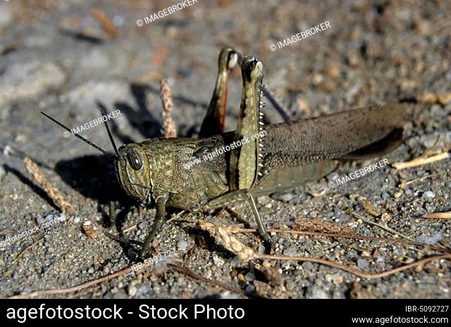 Egyptian locust (Anacridium aegyptium), Sardinia, France, Europe