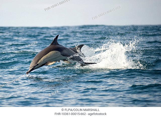Long-beaked Common Dolphin Delphinus capensis two adults, porpoising, jumping from sea, offshore Port St Johns, Wild Coast, Eastern Cape Transkei, South Africa