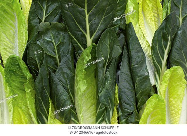 Chard and romaine lettuce leaves