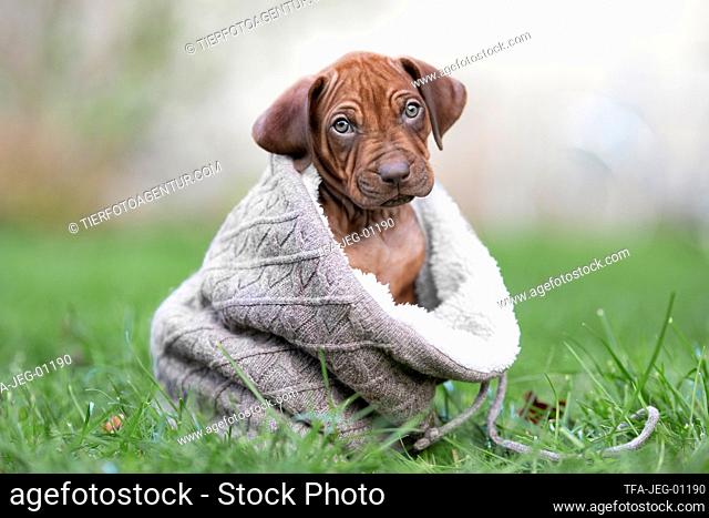 Rhodesian Ridgeback puppy