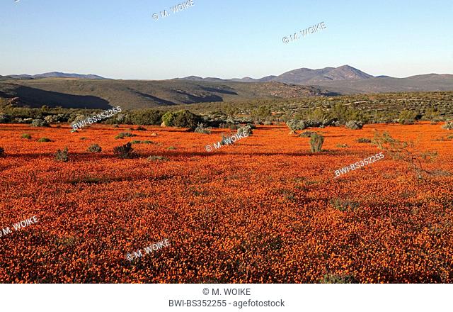 Namaqualand daisy, Cape marigold (Dimorphotheca sinuata), large-area with flowering Namaqualand daisies, South Africa, Namaqua National Park