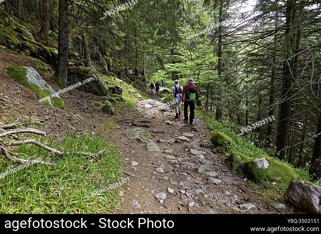 GR 532, hikers on the Lac Noir trail is a glacial lake located under the ridge of the eastern slope of the Vosges mountains at around 935 m above sea level