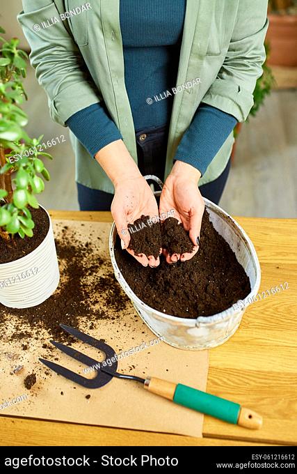 Woman putting fibre soil by hands, transplanting Crassula plant into new pot at home, Replanting the plant into the pot Hobbies and leisure