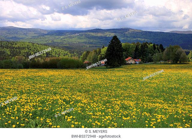 dark clouds above dandelion meadow in spring, view to Lusen, Germany, Bavaria, Bavarian Forest National Park