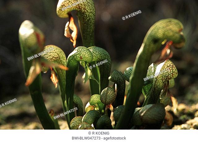 California pitcher plant, Cobra Lily Plant Darlingtonia californica, traps
