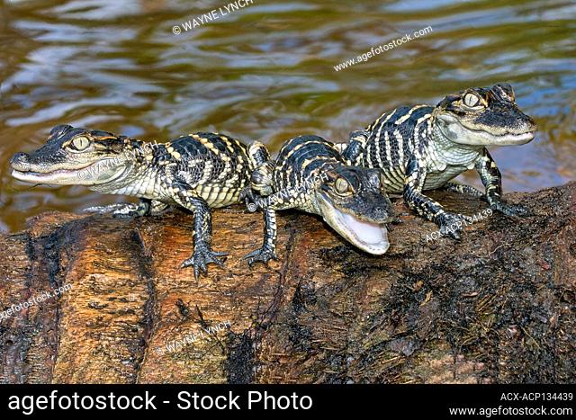 Hatchling alligator(s) (Alligator mississippiensis), central Florida, USA