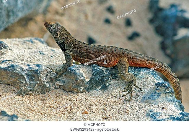 Espa?ola Lava Lizard, Espanola Lava Lizard, Hood Laval Lizard (Microlophus delanonis, Tropidurus delanonis), sitting on a rock, Ecuador, Galapagos Islands