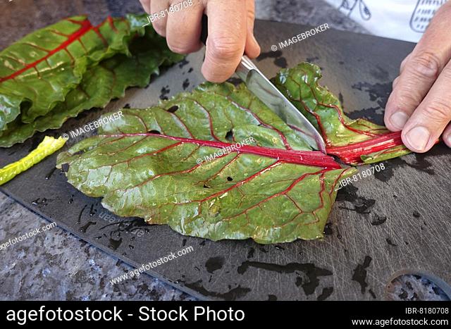 Beetroot (Beta vulgaris subsp. vulgaris), chard leaves, chard leaf cutting, kitchen knife, chopping board, vegetables, healthy, vegetarian, Swabian cuisine