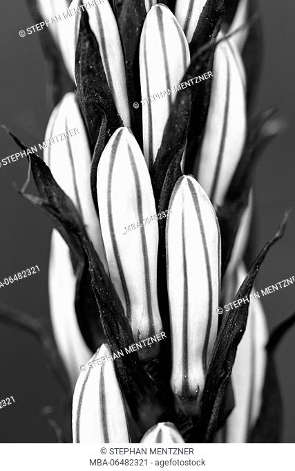 Inflorescence of a white Affodill, closed buds, Asphodelus albus, notch, medium close-up