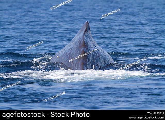 dorsal finl of the sperm whale that dives into the waters of the Pacific Ocean