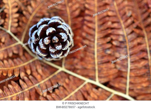 Scotch pine, scots pine Pinus sylvestris, pine cone lying on a dry frond, United Kingdom, Scotland, Cairngorms National Park