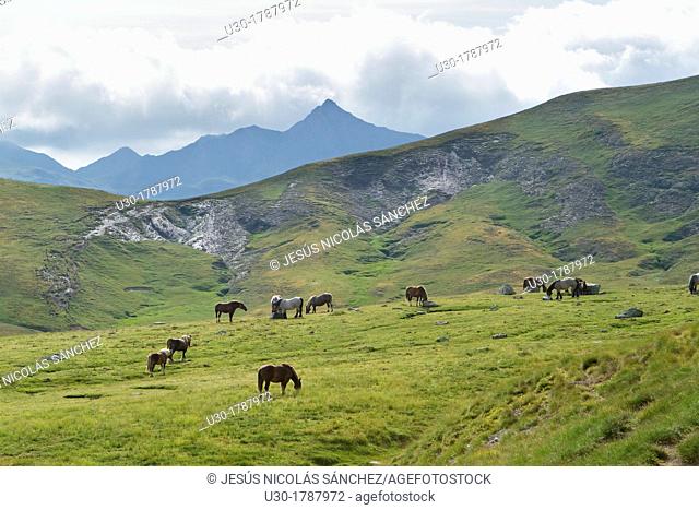 Horses in National Park des Pyrenees, in Bearn province  Atlantics Pyrenees  Aquitania, France  Europe