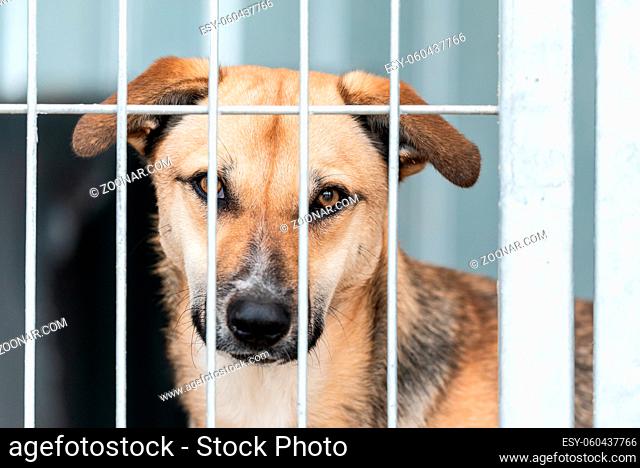 Dog at a homeless dog shelter
