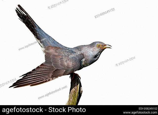 Common cuckoo, cuculus canorus, sitting on branch isolated on white background. Grey bird looking with open mouth cut out on blank