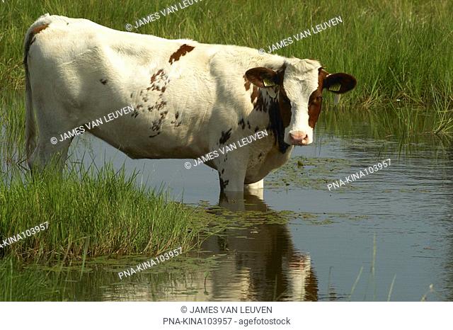 Cow Bos domesticus - De Brand, Helvoirt, North Brabant, The Netherlands, Holland, Europe