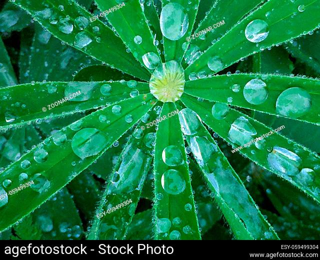 Closeup detail of beautiful crystal like large raindrops beading up on fuzzy green foliage of wild Lupine, Lupinus arcticus, plant