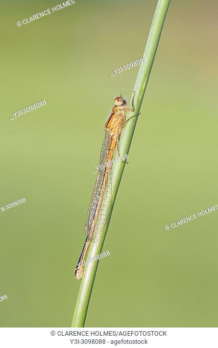 A female Eastern Forktail (Ischnura verticalis) damselfly perches on a plant stem