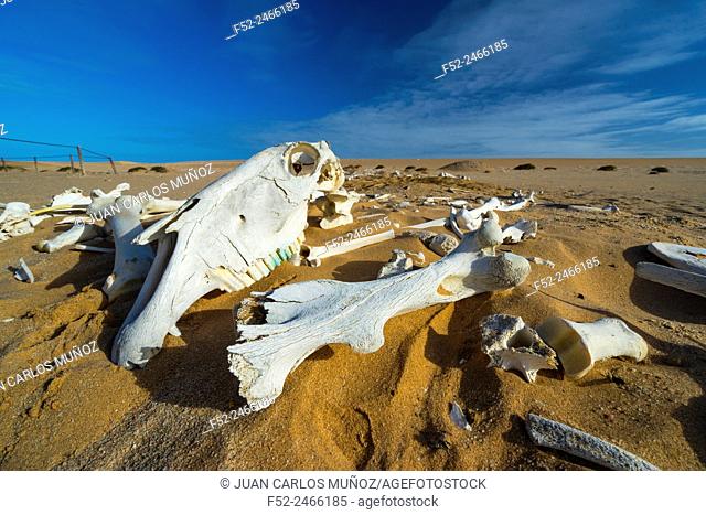 Horse bones, Sand Dunes, Swakopmund, Namibia, Africa