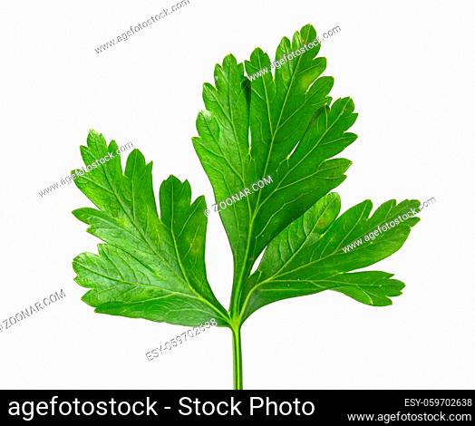 Cilantro leaf isolated on white background. Fresh sriprava greens for food close-up